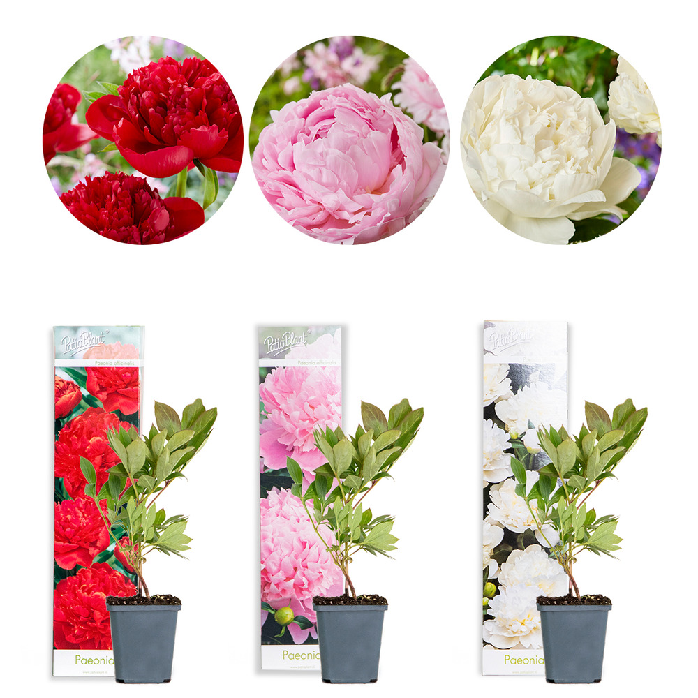3x paeonia mix – pivoine – arbuste – rustique – ⌀09 cm - ↕15-20 cm
