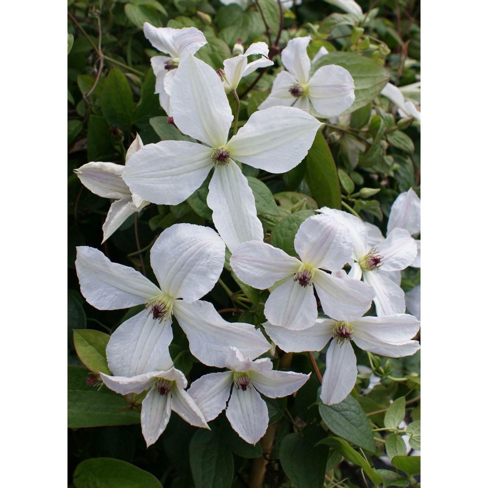 Clématite viticella forever friend® 'zofofri'/clematis viticella forever friend® 'zofofri'[-]godet - 5/20 cm