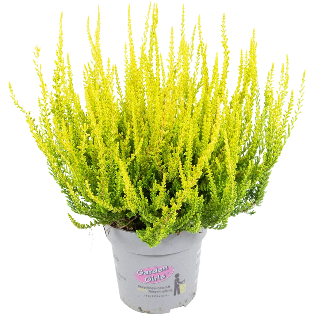 Calluna vulgaris (Garden Girls Series) Røsslyng Garden Girls