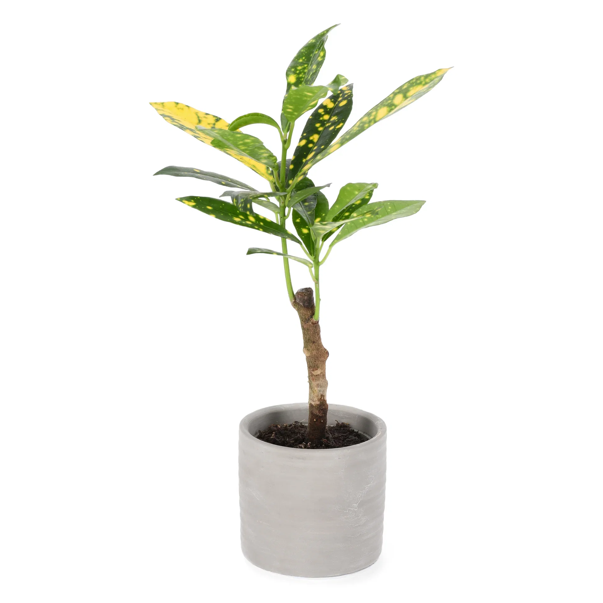 Codiaeum variegatum 'Aucubifolium' Kroton mini Høyde 10 cm