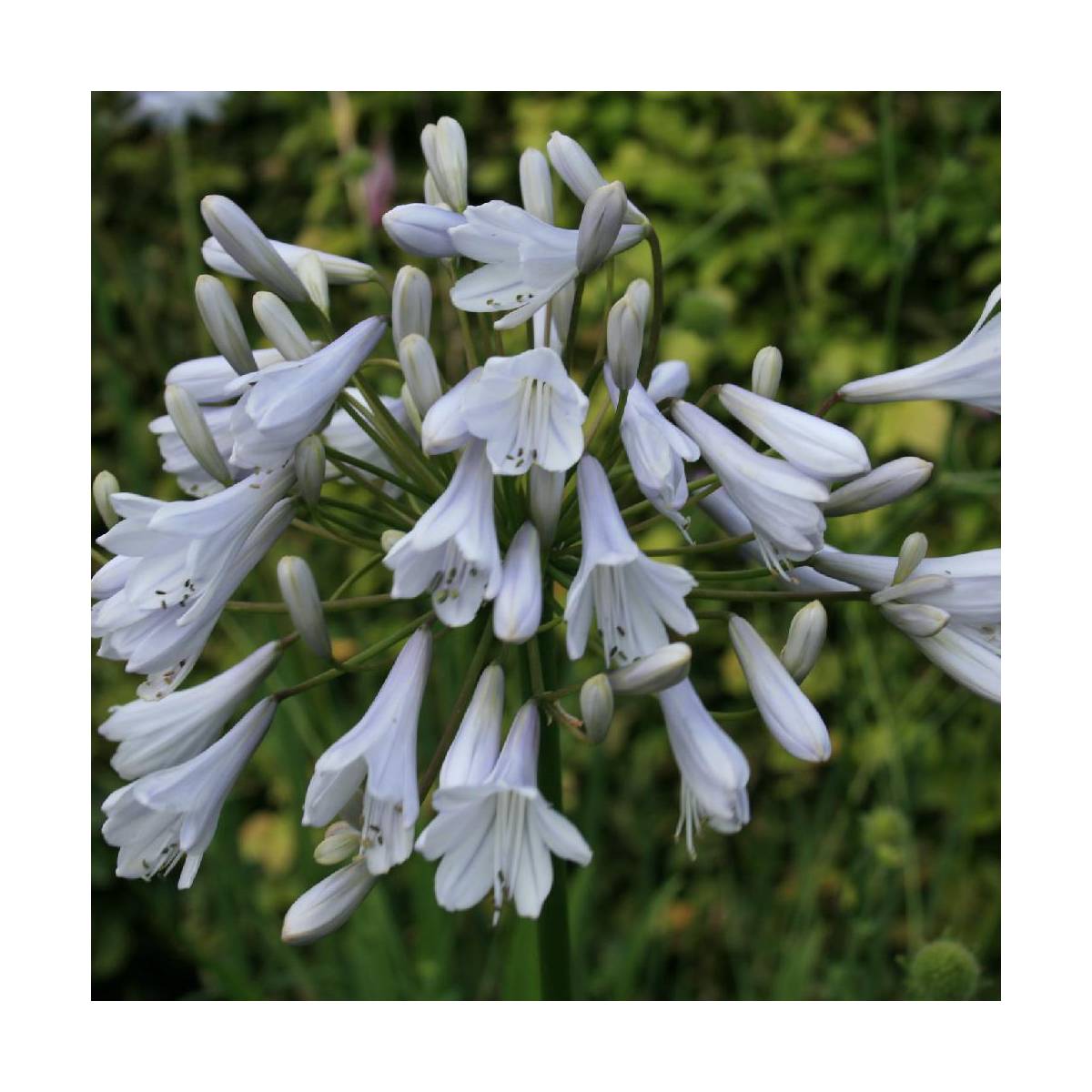 Agapanthe x windsor grey/agapanthus x 'windsor grey'[-]godet