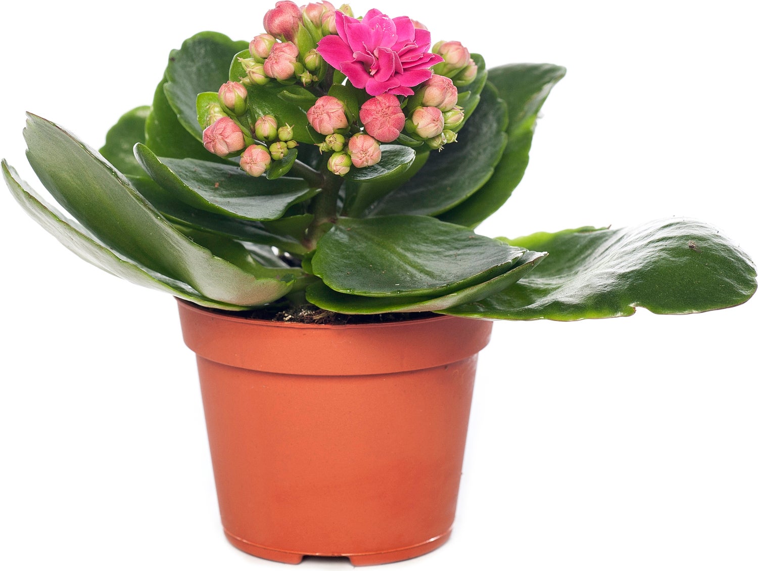 Kalanchoë (Kalanchoë blossfeldiana 'Purple') D 8 H 15 cm