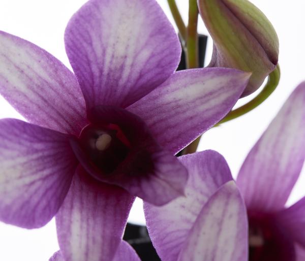 Traubenorchidee - Dendrobium compactum 'Polar