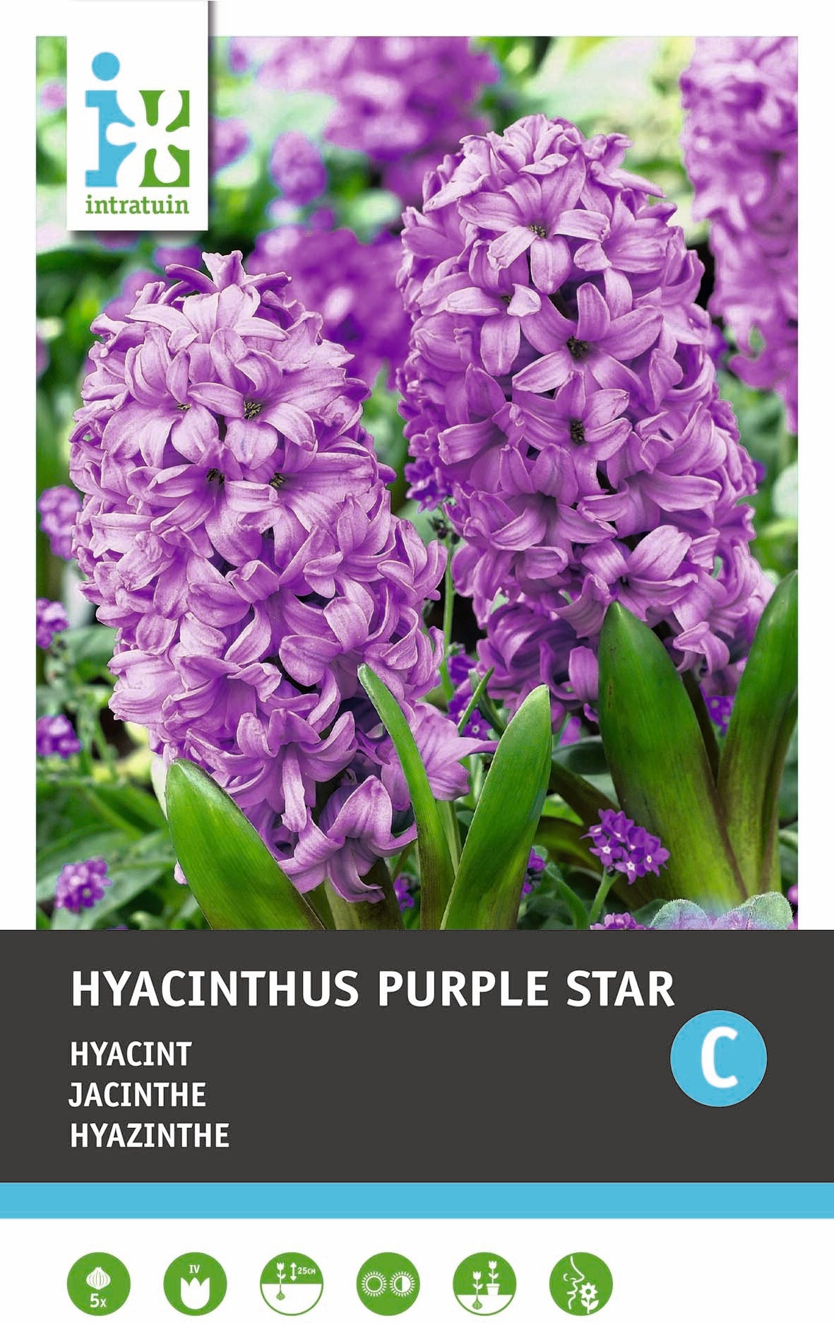 Intratuin bloembollen Hyacint (Hyacinthus orientalis 'Purple Star')5 stuks