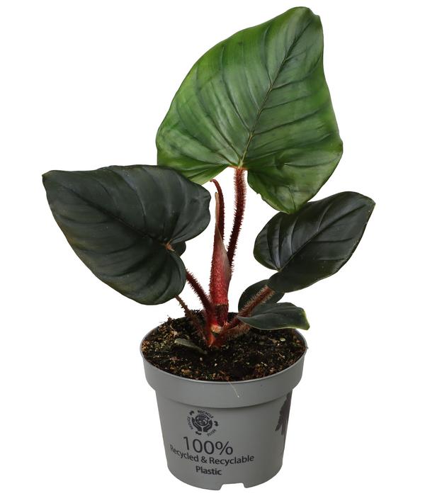 Baumfreund - Philodendron serpens