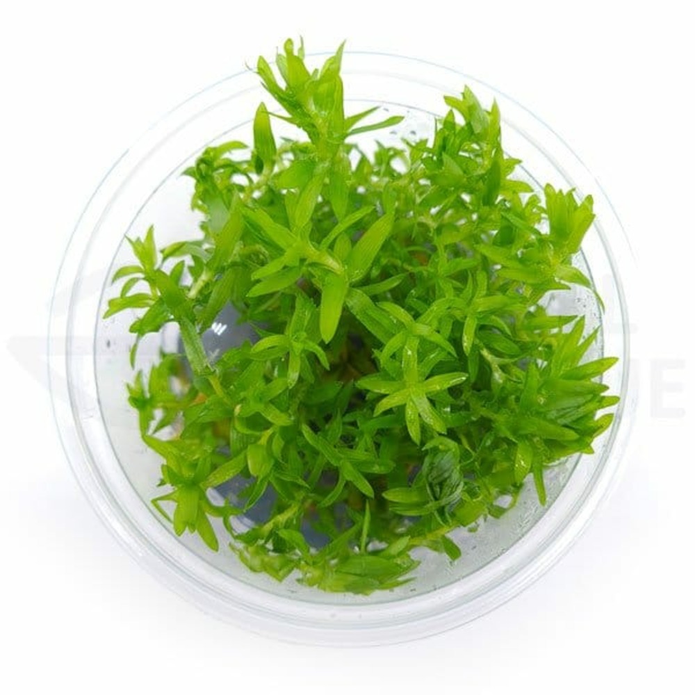 Tonina fluviatilis in vitro