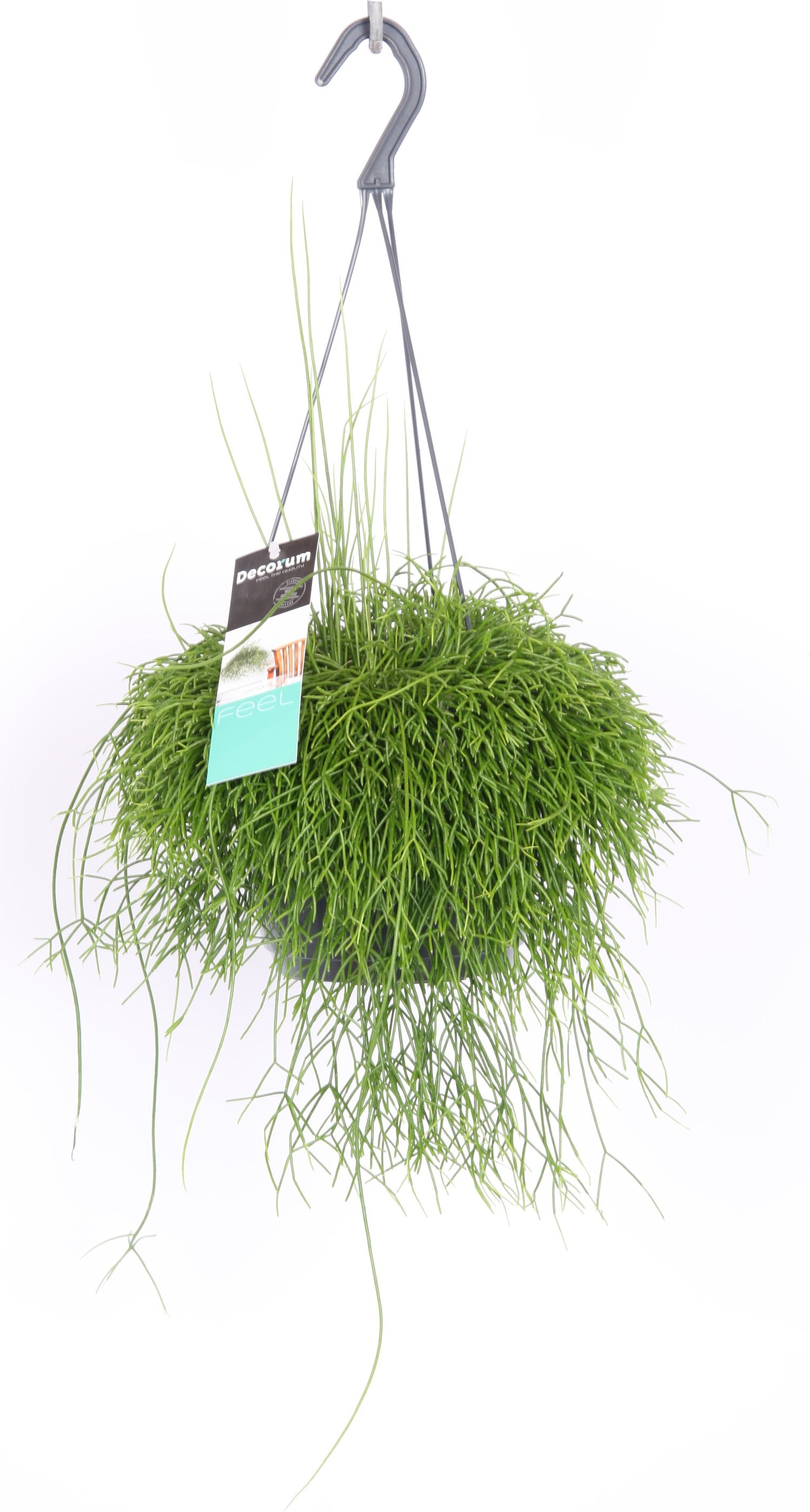 Rotskoraal in hangpot (Rhipsalis baccifera 'Cassutha') D 17 H 35 cm