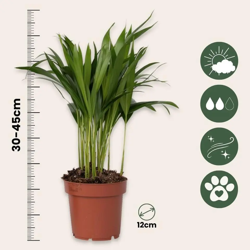 Areca goudpalm - Dypsis lutescens - Hoogte 30-45cm - ⌀12cm