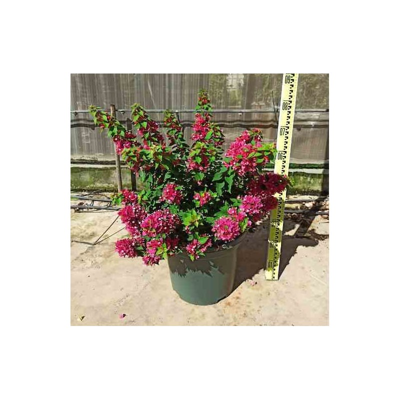 Bougainvillea bougainvillea 'mini thai' (bougainvillier nain) taille pot de 15l - tige - 100/120cm