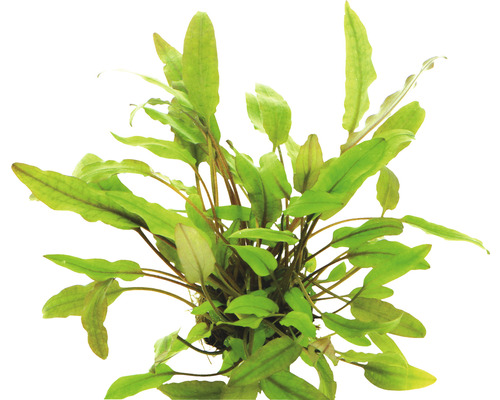Beckett's Water Goblet - Cryptocoryne beckettii