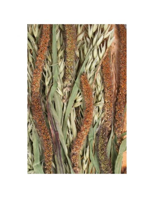 Jr Farm Weide-Oogst - Ruwvoer - 16x3x60 cm 80 g