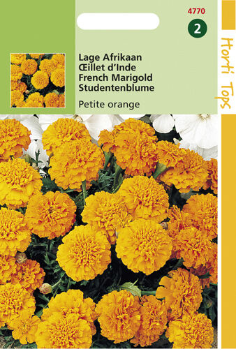 Hortitops Lage Afrikaan Petite Orange - Bloemzaden