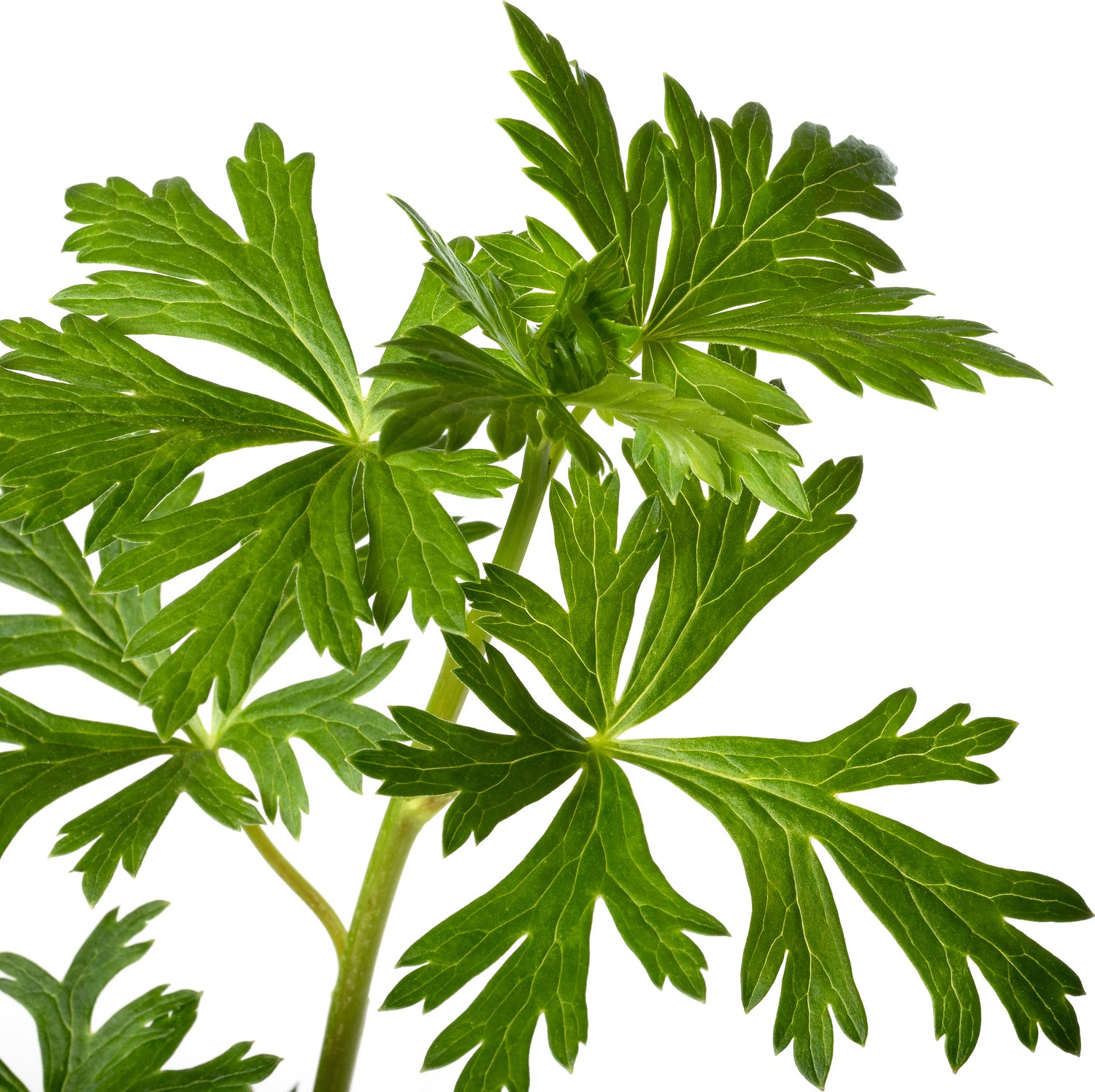 Monnikskap (Aconitum carmichaelii 'Cloudy') D 11 H 80 cm