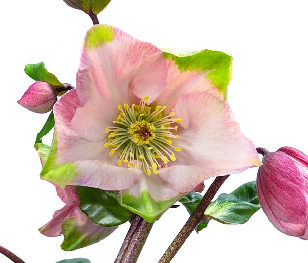 Christrose 'HGC® Winter Ballet® Katie'