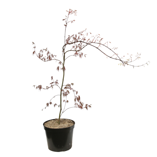 L'Acer palmatum Dissectum Garnet : C7L