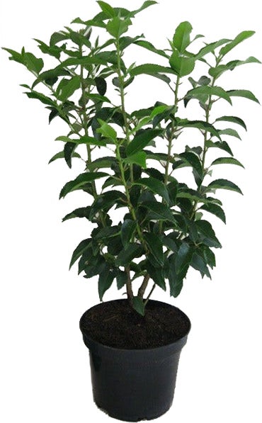 Portugese Laurier (Prunus lusitanica 'Angustifolia') H 50-60 cm