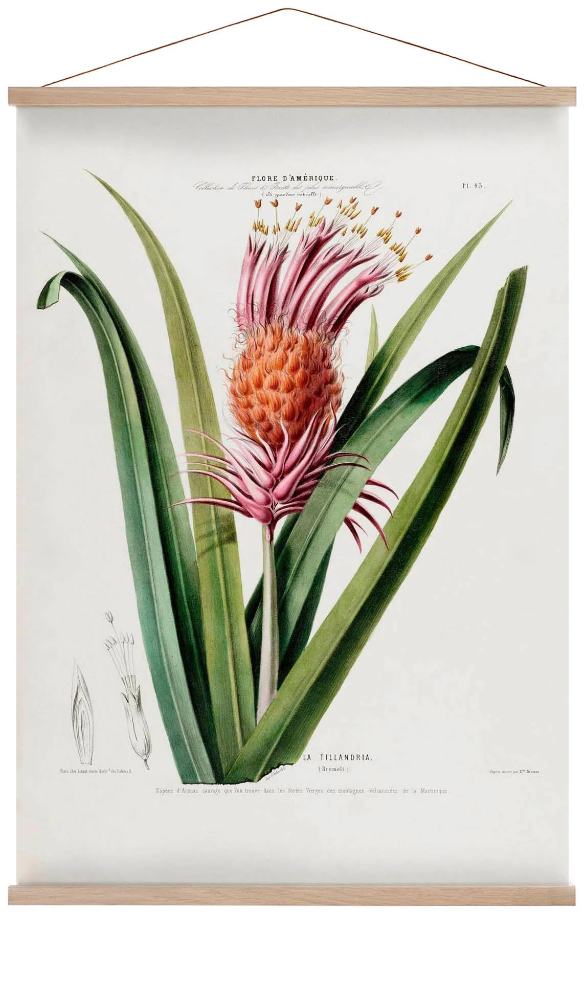 La Tillandria