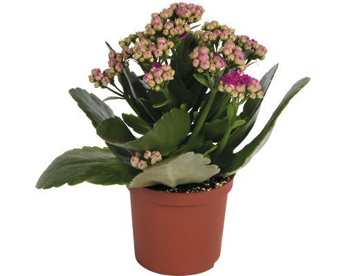 Flaming Katy (Kalanchoe blossfeldiana) roze, rood FloraSelf H 10-15 cm Ø 7 cm pot willekeurige kleurselectie