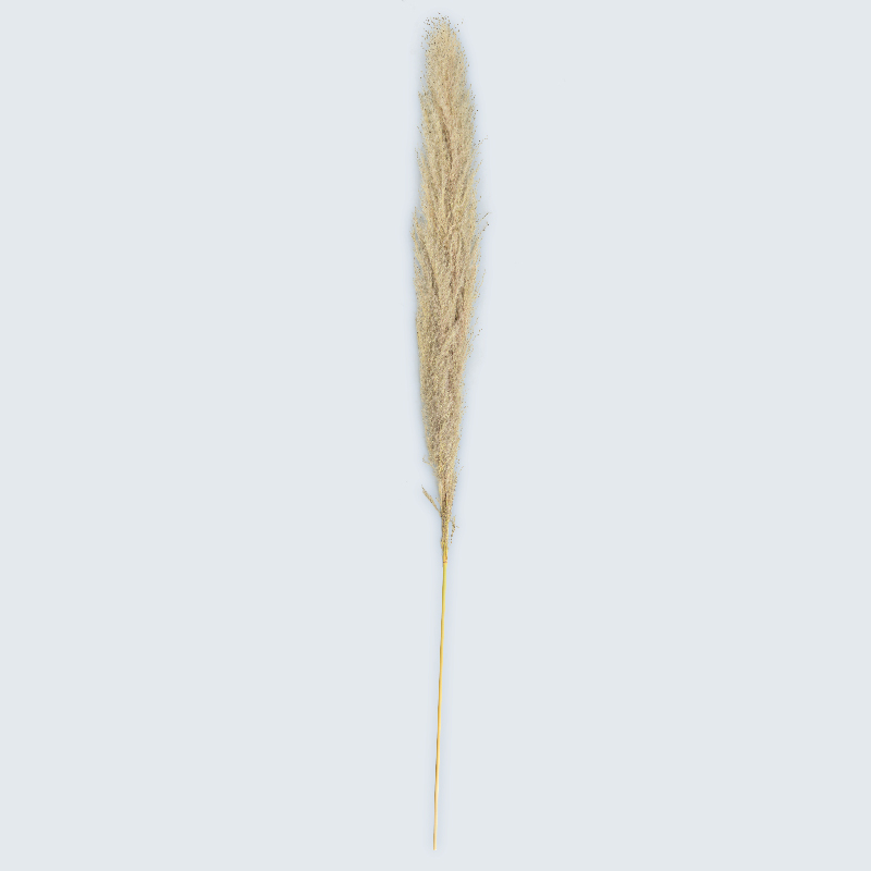 Pampa 'Fluffy'