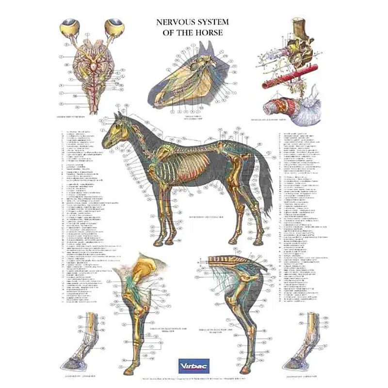 Anatomische Posterset Paard 5 stuks compleet