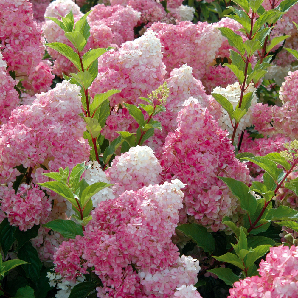 Hortensia paniculé ou hydrangea paniculata vanille fraise ® renhy le pot de 1.3l