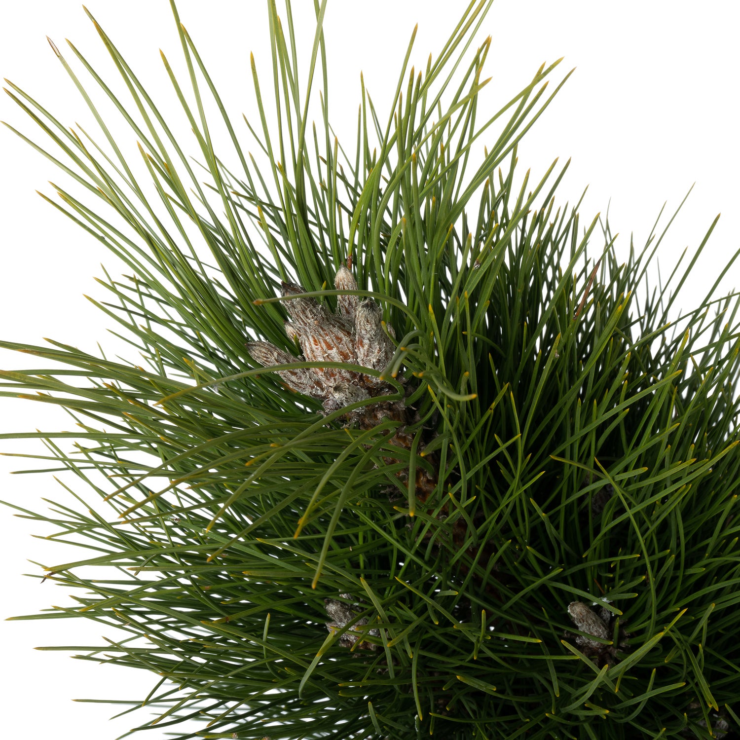 Bosnische Den (Pinus heldreichii 'Green Tower') D 26 H 40 cm