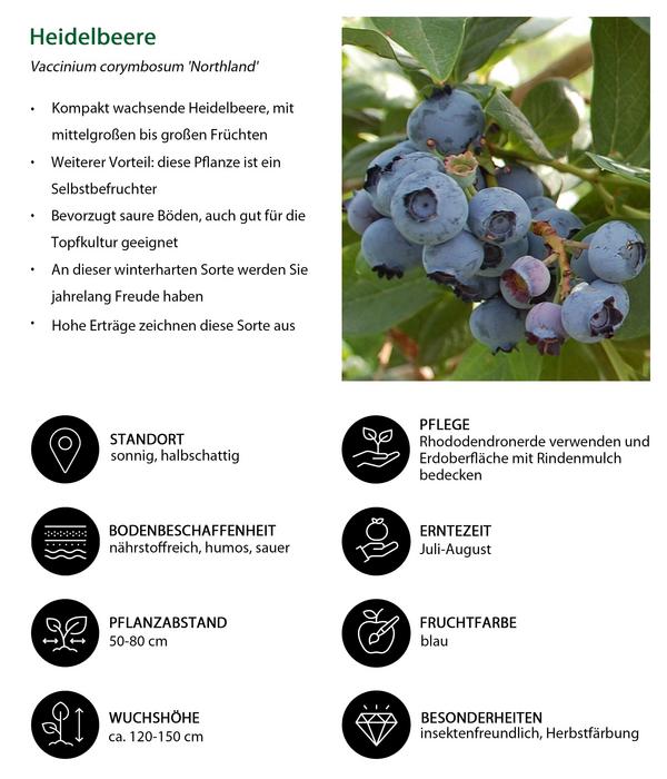 Heidelbeer-Set Blaubeer-Genuss, 3-teilig