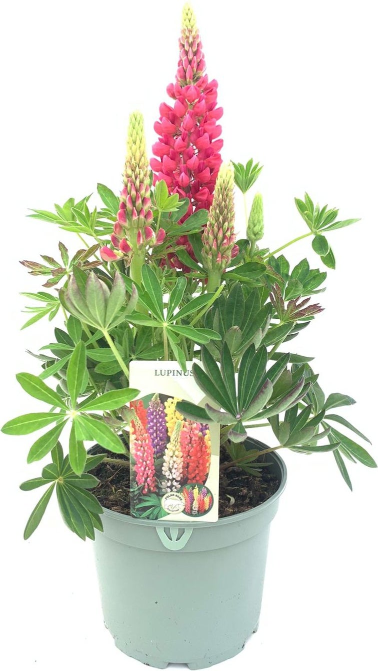 Lupine (Lupinus 'Gallery Red') D 17 H 40 cm