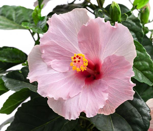 Zimmerhibiskus - Hibiscus rosa-sinensis