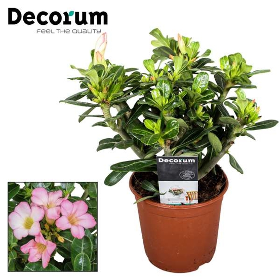 Adenium obesum - pot D14cm