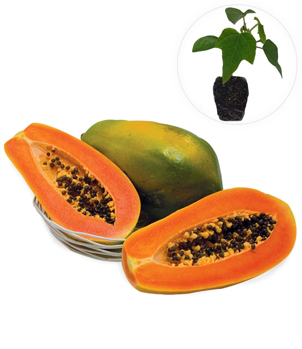 Papaya 'Sunnybees®'