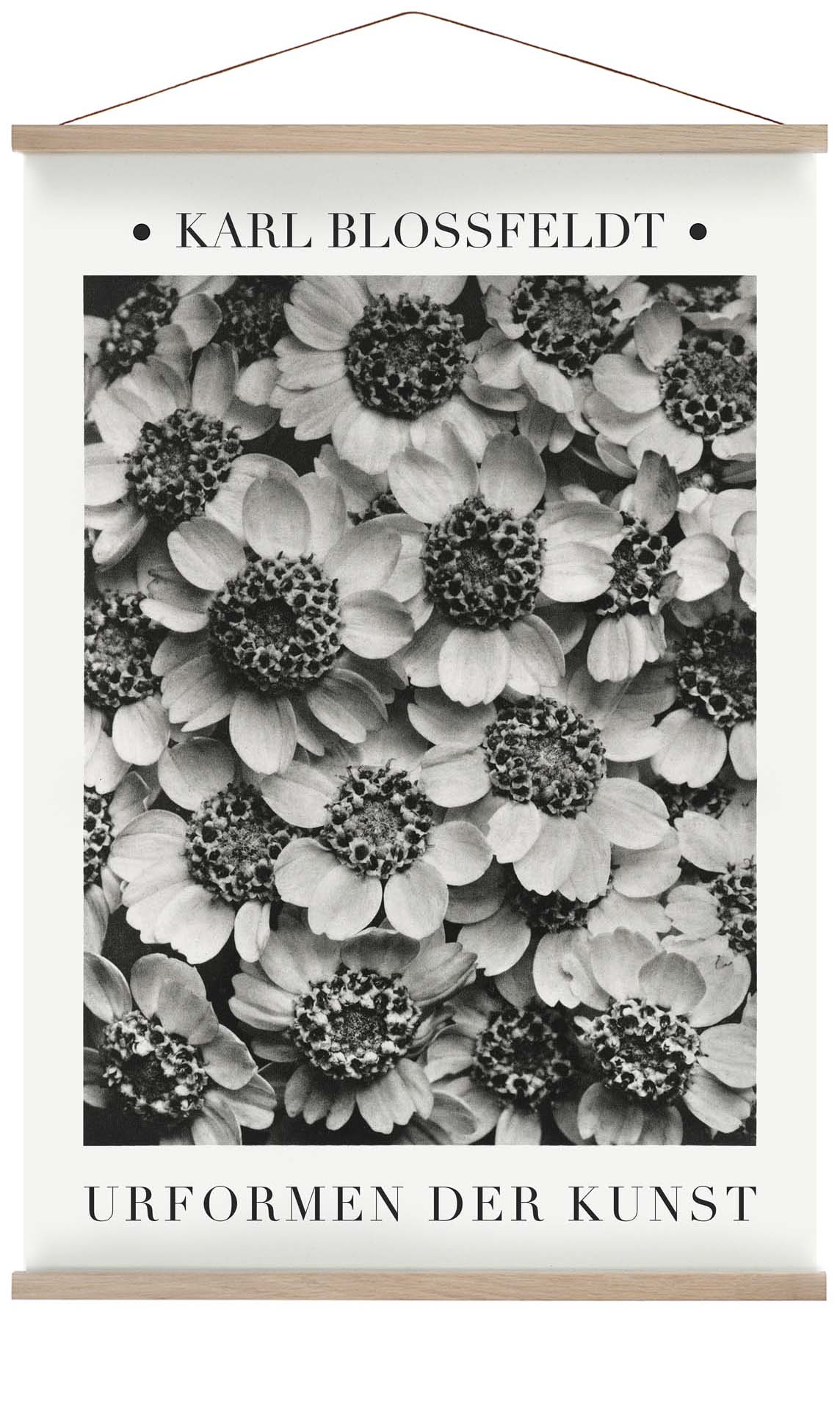 Karl Blossfeldt Photogravüre Nr 2