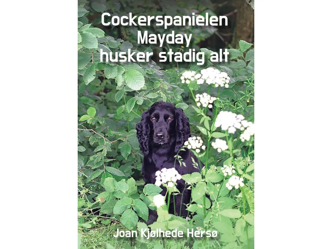 Cockerspanielen Mayday husker stadig alt | Joan Kjølhede Hersø