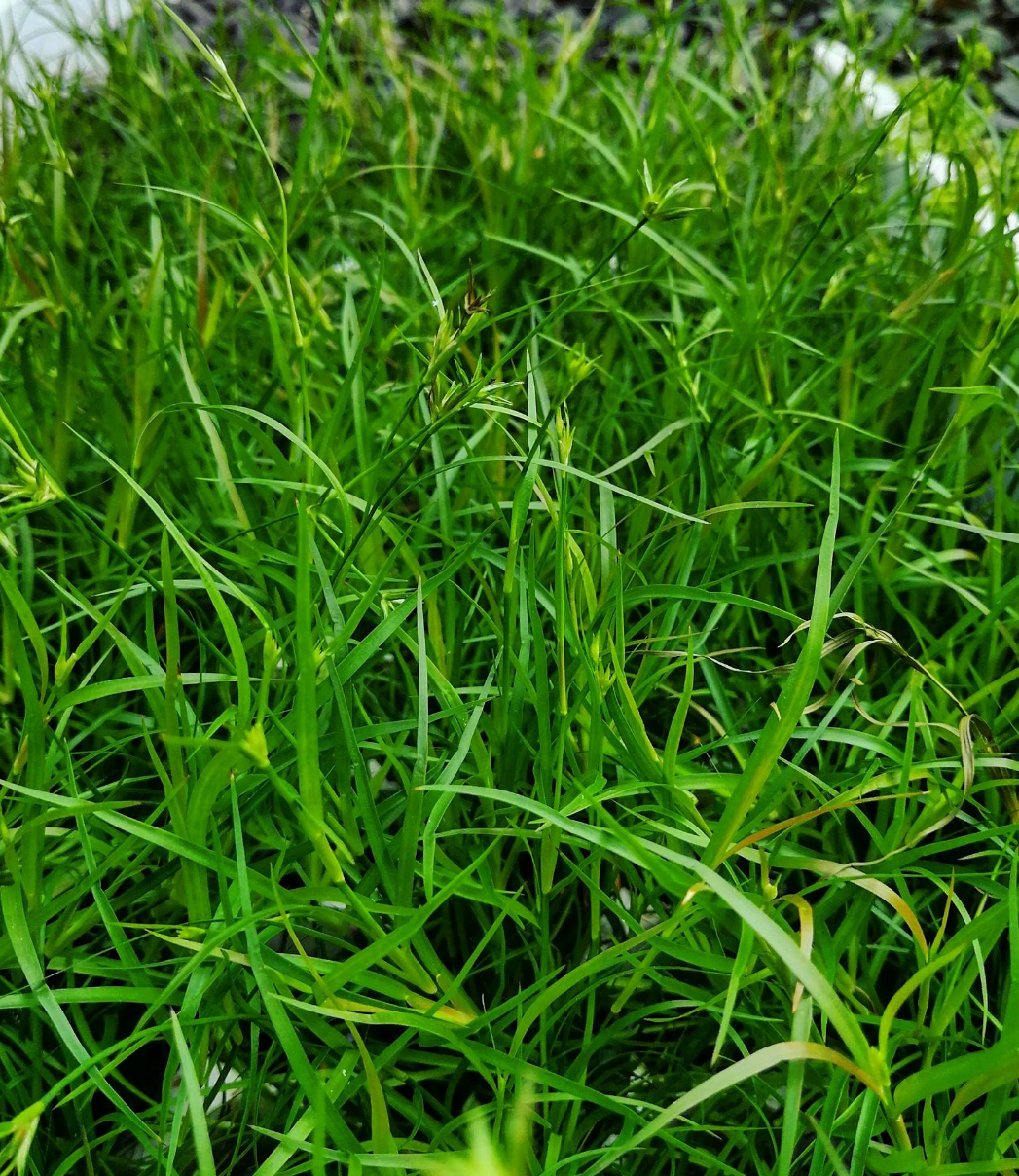 Waterplant Juncus repens | Aquariumplant