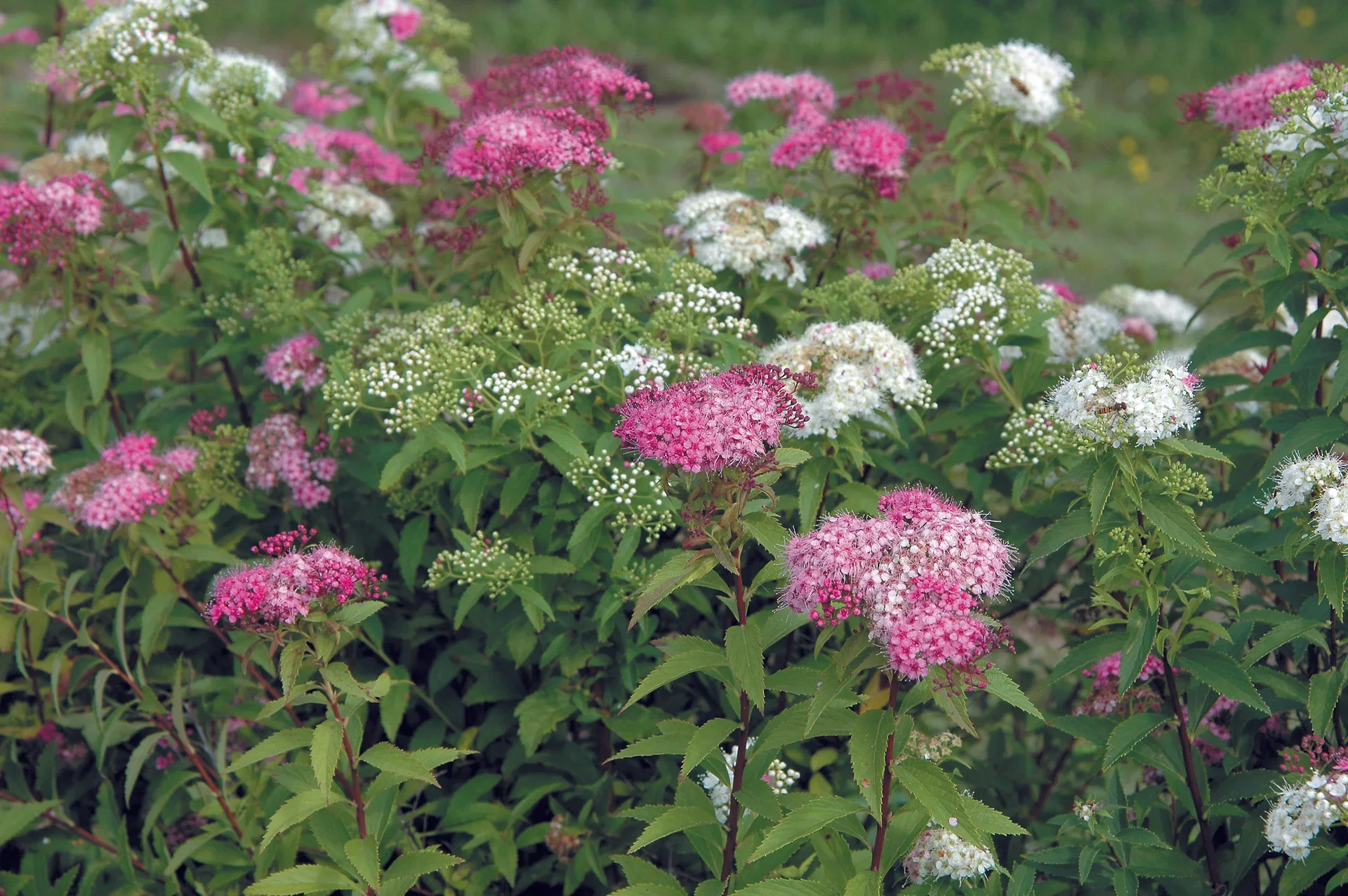Spiraea japonica 'Genpei' Japanspirea 'Genpei' Ø22 cm