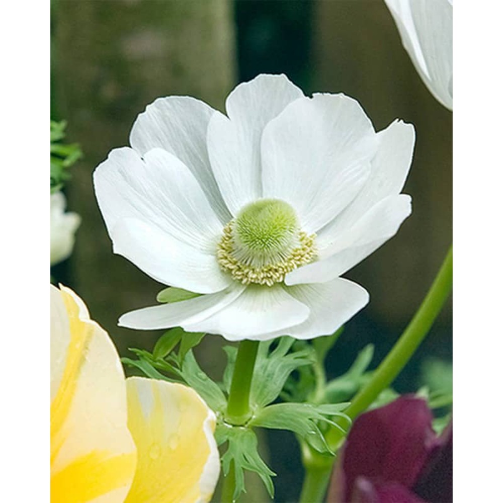 15 anémones coronaria bride