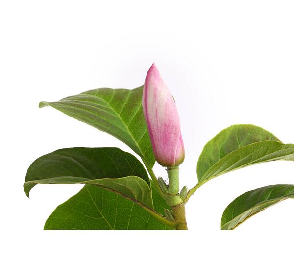 Magnolie 'Satisfaction'