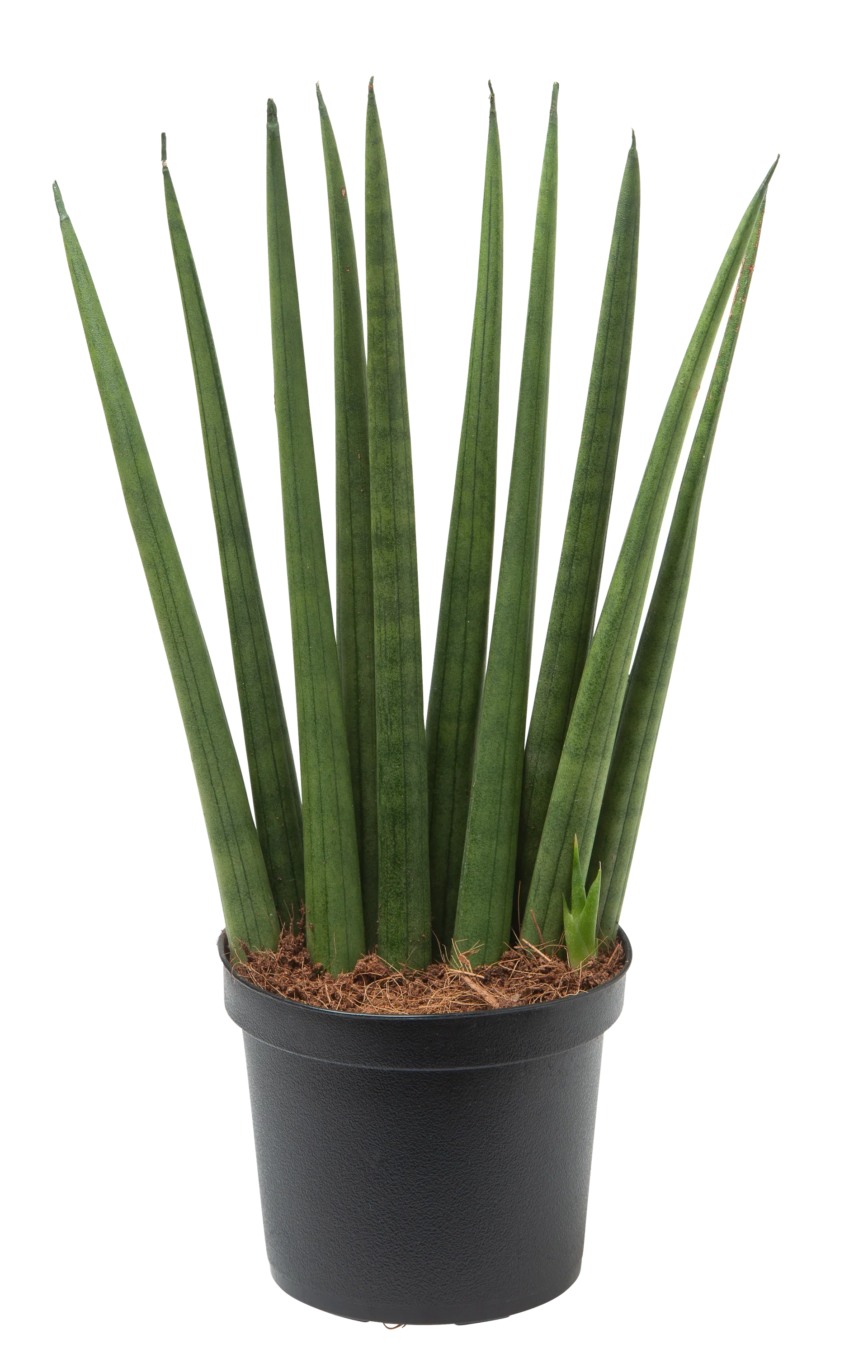 Sansevieria cylindrica mix Sansevieria 'Cylindrica' miks Høyde 25 cm