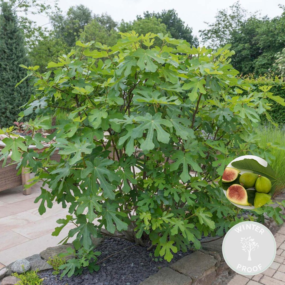 Ficus carica – figuier – arbre fruitier – rustique – ⌀17 cm - ↕60-70 cm