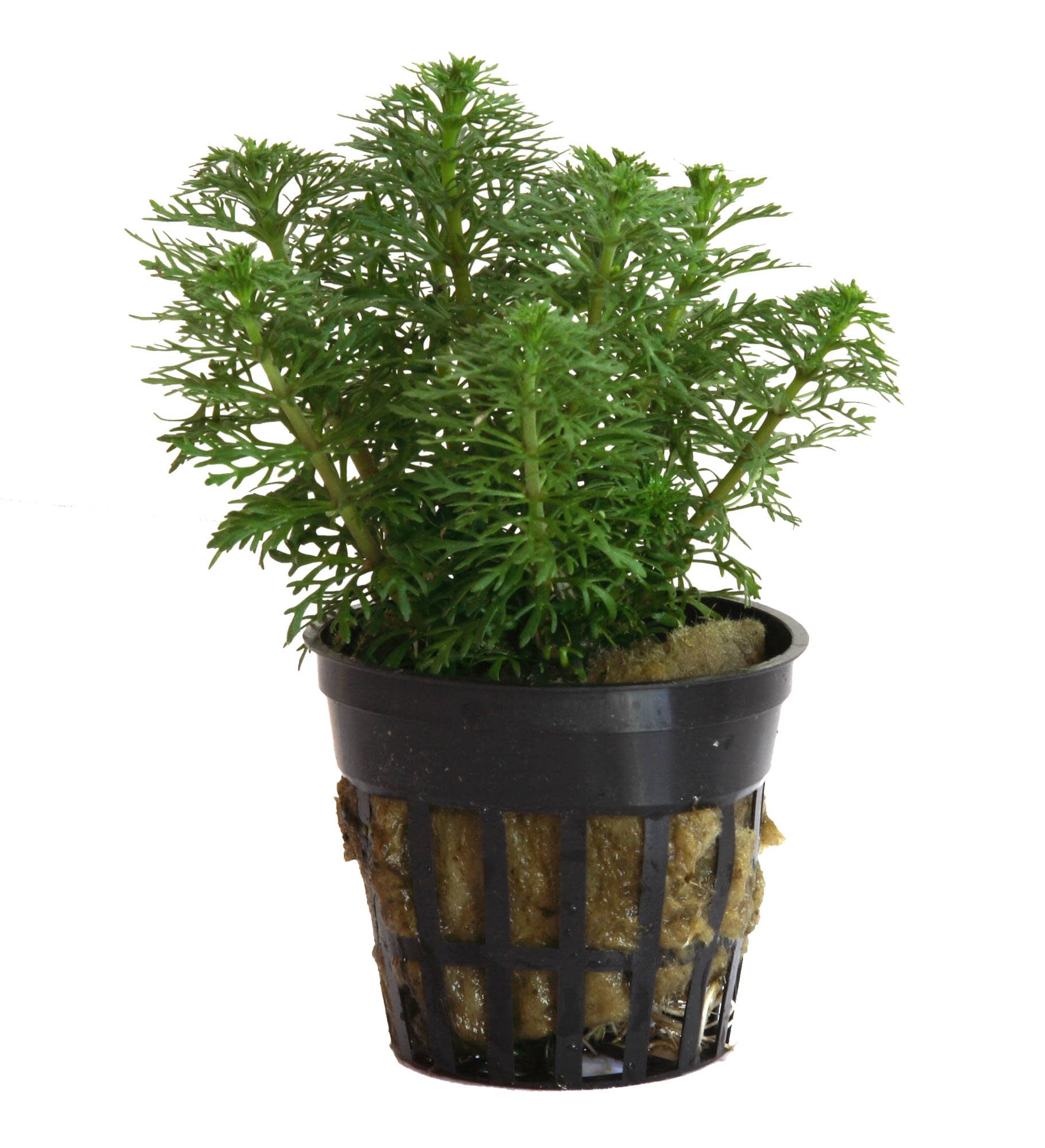 Planta Tropica Iberia Limnophylla Sessiflora 'Ambulia'
