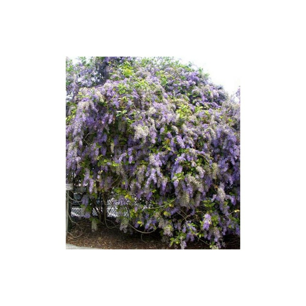 Petrea volubilis (pétré volubile) violet - taille pot de 6 litres - 140/150cm