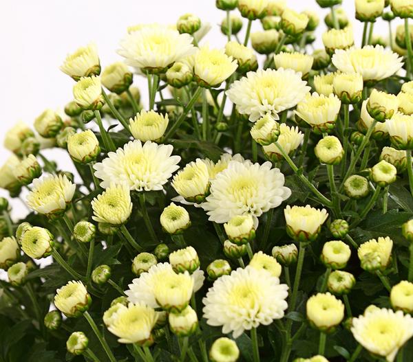 Herbst-Chrysantheme