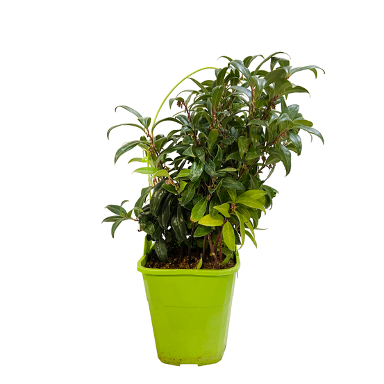 Sarcococca hybride 'Winter Gem' : conteneur 4 litres