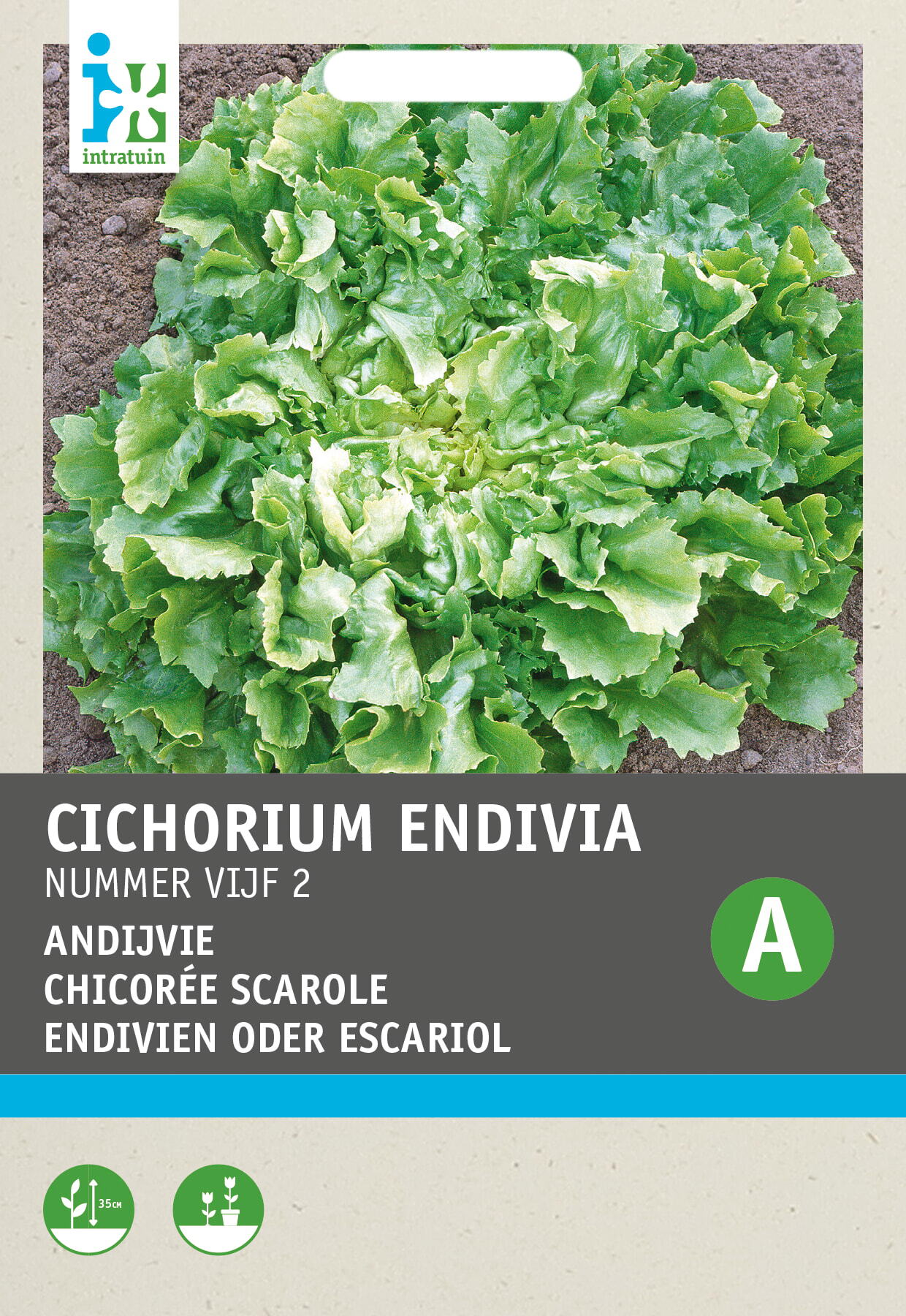 Intratuin groentezaad Andijvie (Cichorium endivia 'Nummer 5')