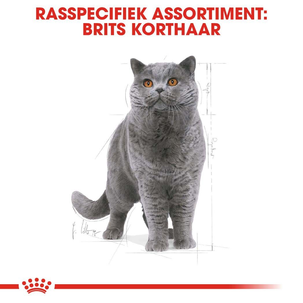 Royal Canin Britse Korthaar Adult - Kattenvoer - 10 Kilogram - Gevogelte