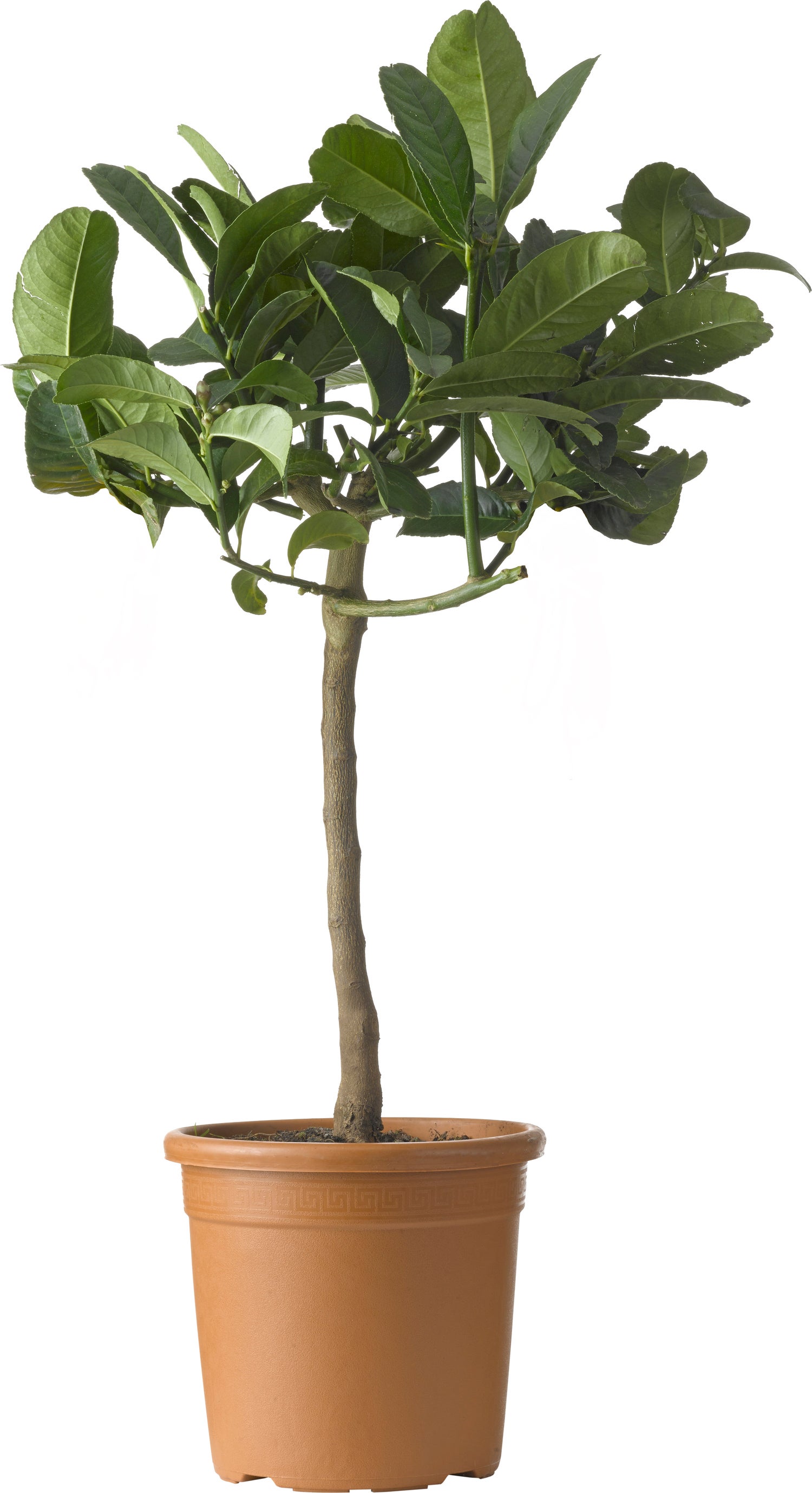 Citroenboom (Citrus sinensis 'Mano di Budda') D 20 H 80 cm