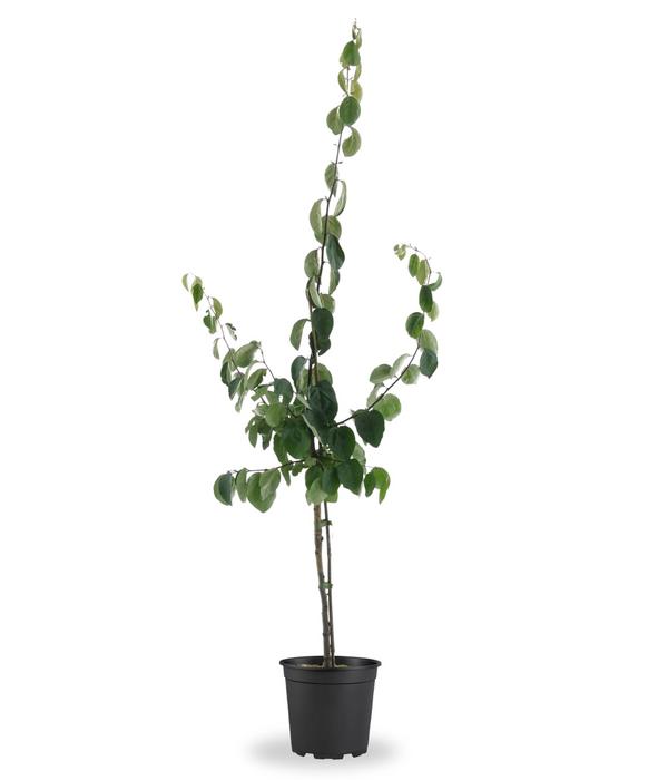 Bio Apfelquitte 'Konstantinopler', Landlust