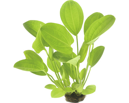 Harbich's waterweegbree - Echinodorus cordata 'Harbich' (rood)