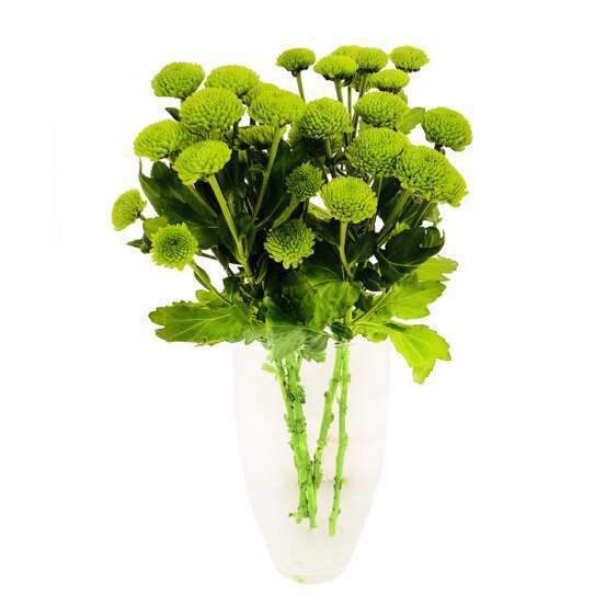 Botte de Chrysanthèmes Santini - 5 tiges : coloris variables