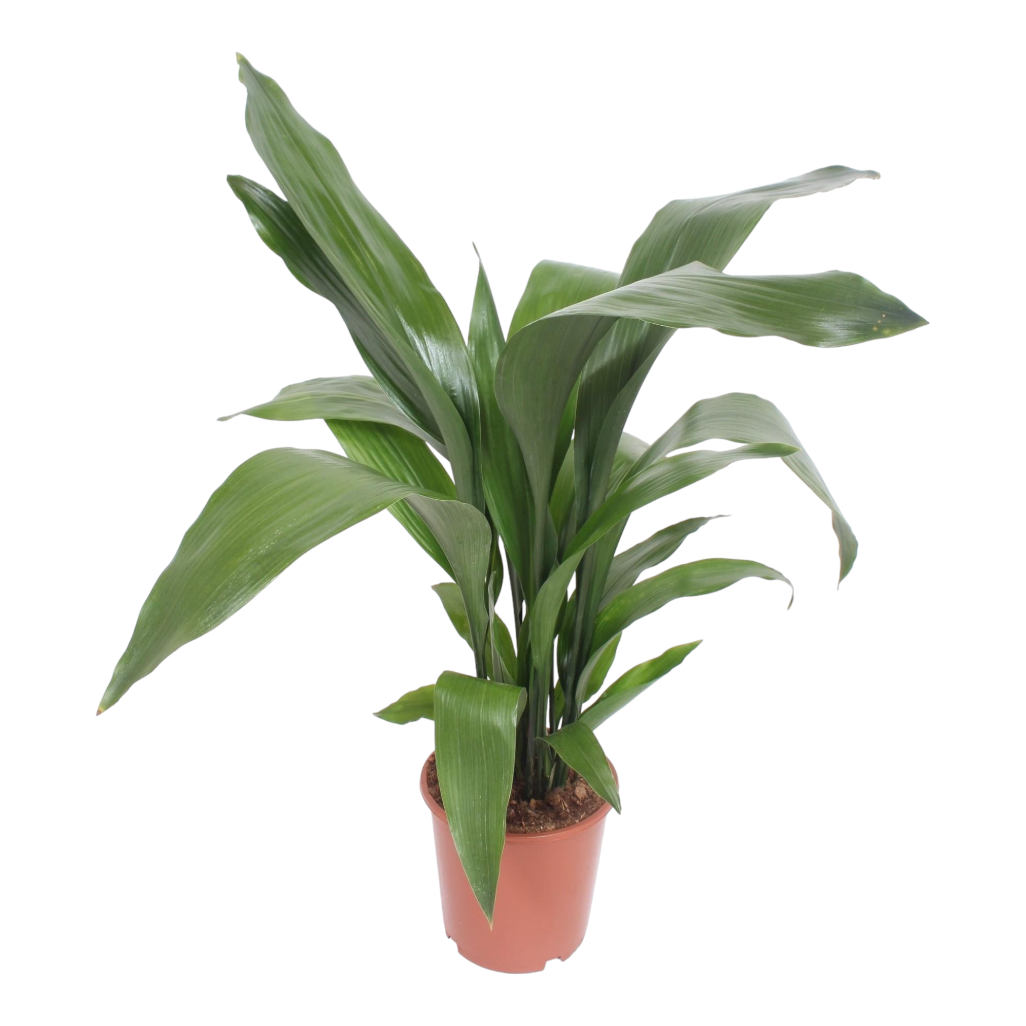 Plante d'intérieur - aspidistra elatior 80.0cm